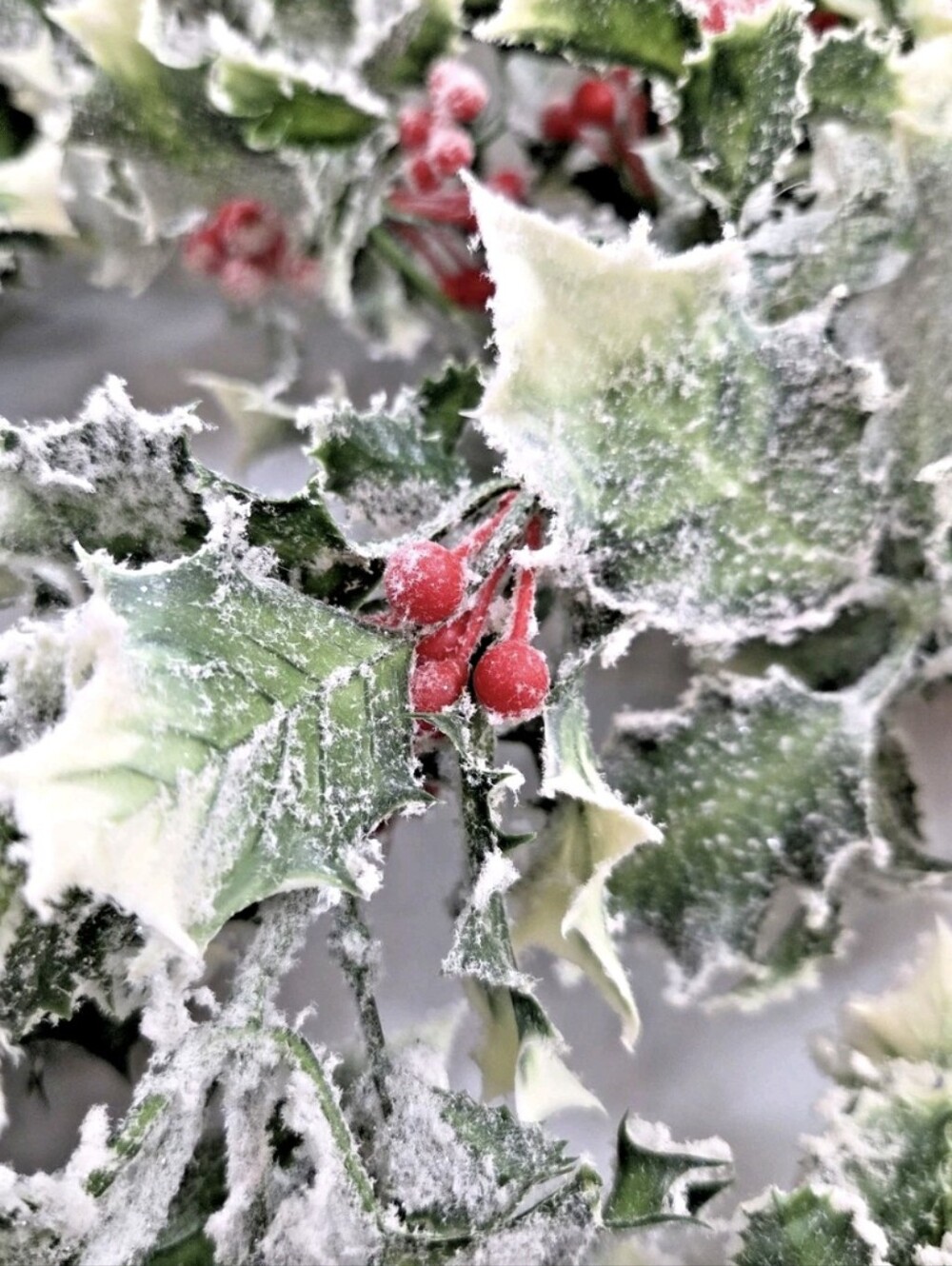 Lot of 2 Artificial Flocked Holly Garlands 6 Ft Red Berries Christmas Snowy